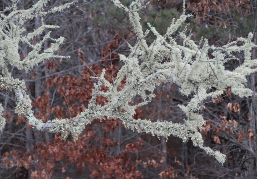 Bushy Beard Lichen (Usnea strigosa) 012325 (3)