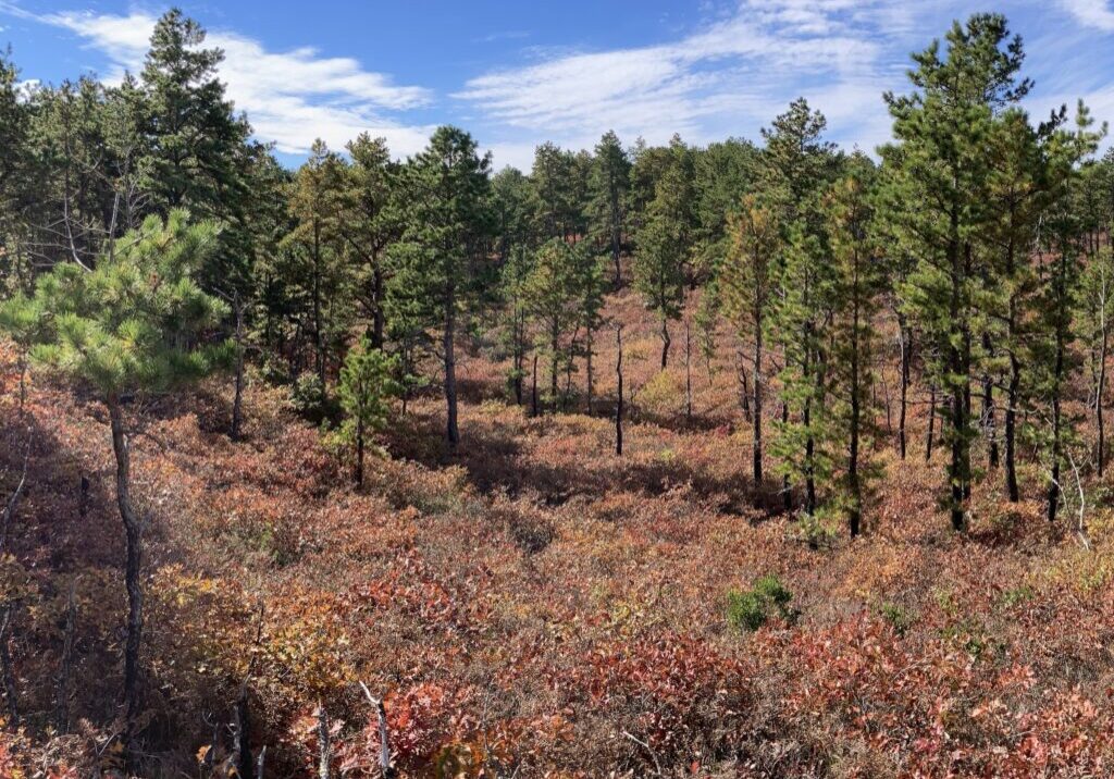 C_sqiare_Camp_Edwards_Pine_Barrens