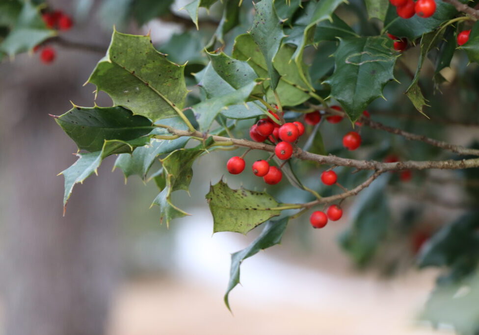 Holly 011325